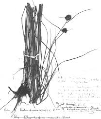 Image result for Rhynchospora holoschoenoides