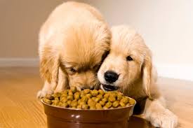 Pet feeding