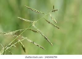 Image result for Eriochloa