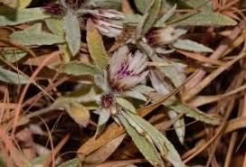 Image result for Blepharis stuhlmannii