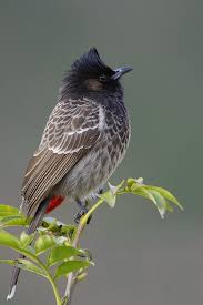 Pin On Birds