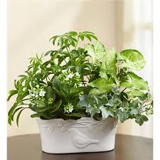 Savings from coupons.com will often be larger than the delivery charge, making it even more affordable to send flowers to your loved ones. 1 800 Flowers Sympathy Dove Dish Garden Seattle Wa