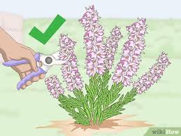Gohan of universe 7 vs lavender of universe 9. How To Prune Heather 8 Steps With Pictures Wikihow