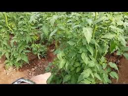 Ilacsiz Kok Hastaliklarindan Kurtulma Yolu Youtube Domates Bitkileri Bitki Yenilebilir Bahce