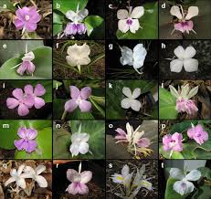 Image result for Kaempferia