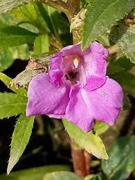 Image result for Barleria virgula