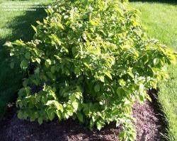 Check spelling or type a new query. Small Nut Trees In The Home Fruit And Nut Garden Dave S Garden