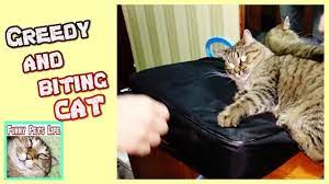 kot ne otdast sumku vladelcu zhadnye i kusachie koshki pet life cats cat house diy