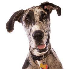 Great Dane Puppies For Sale Adoptapet Com