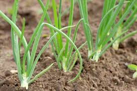 We did not find results for: Cara Bertanam Bawang Daun Di Musim Hujan Pertanianku