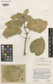 Image result for Cibirhiza