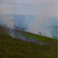 Image result for Dewevrella cochliostema