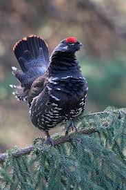 Epingle Par Dcj Sur Natur Les Plus Beaux Oiseaux Beaux Oiseaux Animaux