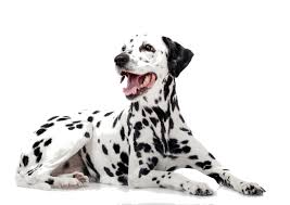 We still have three liverspotted boys left for sale. Dalmatian Breed Facts And Information Petcoach