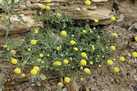 Image result for Brillantaisia pubescens