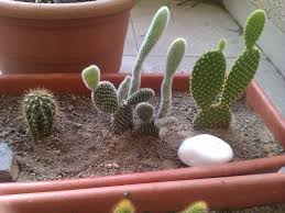 0 ratings0% found this document useful (0 votes). Sustratos Y Tierras Para Cactus