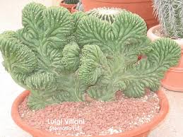 trichocereus pachanoi f cristata trichocereus pachanoi f cristata euphorbe cactees cactus