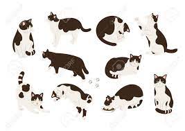 黒と白の猫の様々なポーズのイラストのイラスト素材・ベクター Image 198990491