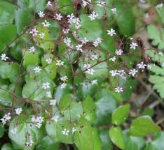 Image result for Blyxa hexandra