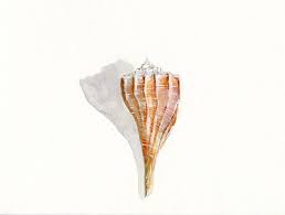 Beach art watercolor queen conch shell art print by bethany kerr bethanykerrfineart. Sea Shell Watercolor Painting By Sheryl Heatherly Hawkins