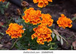Check spelling or type a new query. Edible Flower Dwarf French Marigolds Flowers Stock Photo Edit Now 1068689648