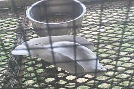 It was founded by animal handler gary gero. The Cruel Animal Film Industry World Animals Voice