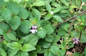 Image result for Rotala gossweileri