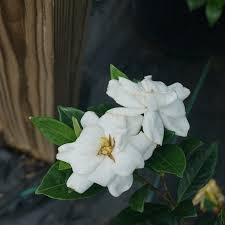 Image result for Gardenia subacaulis