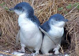 Little Blue Penguin Penguins Weird Animals Penguin Species