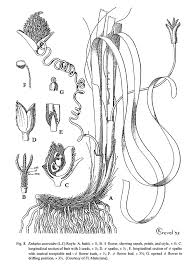 Image result for Enhalus acoroides