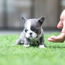 Advice from breed experts to make a safe choice. Igloo Blue French Bulldog In 2020 Blue French Bulldog Puppies French Bulldog Blue Baby French Bulldog
