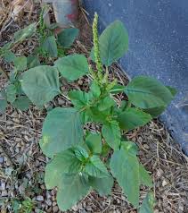 Image result for Amaranthus viridis