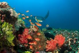 Poin pembahasan 34+ spesial lukisan alam lautan, gambar lukisan adalah : 10 Surga Bawah Laut Indonesia Destinasi Cantik Untuk Liburan Tak Terlupakan