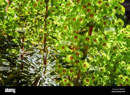 Image result for Dalbergia martinii