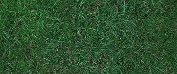 Maybe you would like to learn more about one of these? All You Need To Know About Kentucky Bluegrass