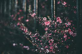 Red flowers, floral, blur background, flower garden, blossom, bokeh, bloom, selective focus, 5k. 100 000 Best Flower Background Photos 100 Free Download Pexels Stock Photos