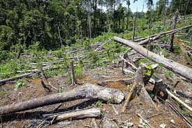 Deforestation And Forest Criminals In Mindanao Nature S Message Being Ignored Deforestation Philippines Deforestation Mindanao Nature