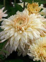 Mum French Vanilla Mum Large Flowered Garden Style Chrysanthemum Mums Flowers Autumn Garden Chrysanthemum