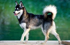 Are You Curious About The Alaskan Klee Kai Click Here