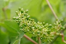 Identify what each part of a grape provides to the winemaker. Annual Growth Cycle Of Grapevines Wikipedia