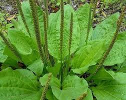 Image result for Momordica foetida