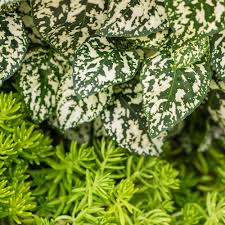 Image result for Hippocratea pallens