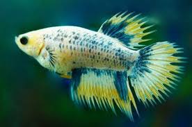 10 X Betta Splendens Crowntail Assorted Females Labyrinth Fish Betta Pez Betta Luchador De Siam