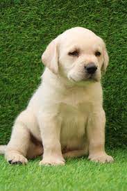 On other websites/not breeders, they are between £700 and £1000. Buy Labrador Retriever Puppies For Sale Dav Pet Lovers