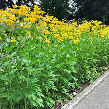Image result for Rudbeckia laciniata