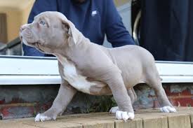 Xl bully pups for sale. Abkc Registered American Bully Pups For Sale In London Expired Friday Ad