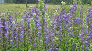 Image result for Lobelia fervens