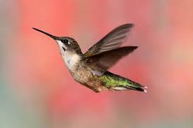 Check spelling or type a new query. Female Ruby Throated Hummingbird Www Hummingworlds Com Ruby Throated Hummingbird Hummingbird Hummingbird Food