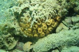 Image result for Loxodera caespitosa