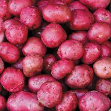 Cooler plus another 10 lbs. Organic Non Gmo Dark Red Norland Potato